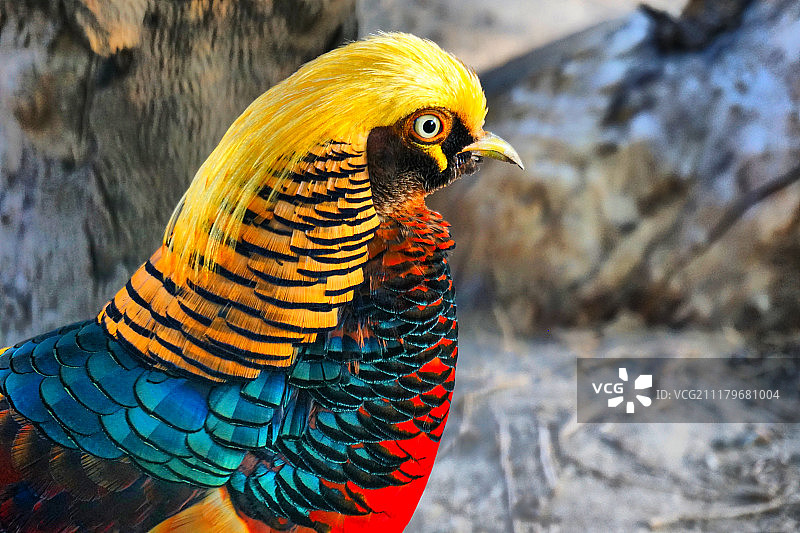 金色野鸡图片素材