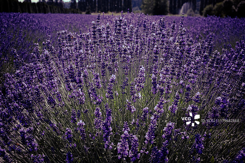 华盛顿州伍丁维尔薰衣草农场图片素材