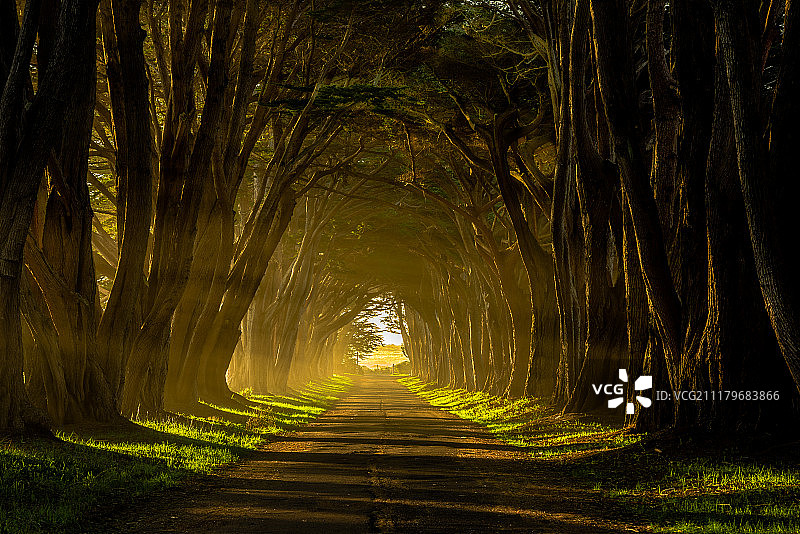 树隧道中的晨光图片素材