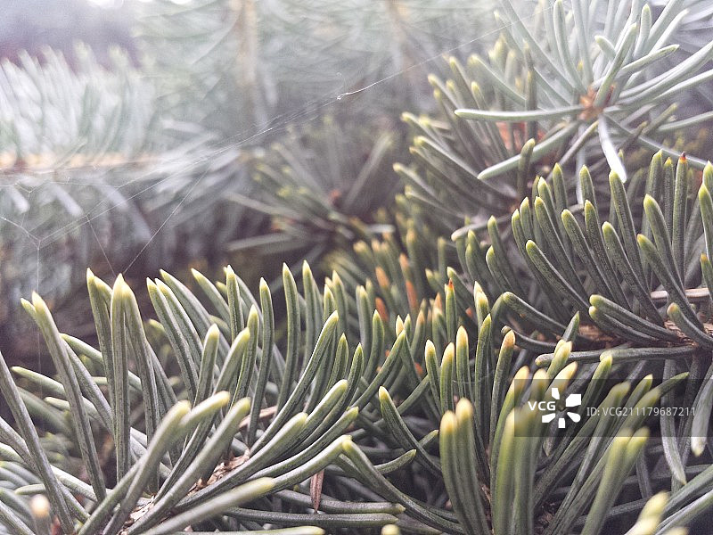 肉质植物全帧拍摄图片素材