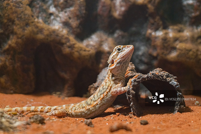 鬃狮蜥蜴特写图片素材