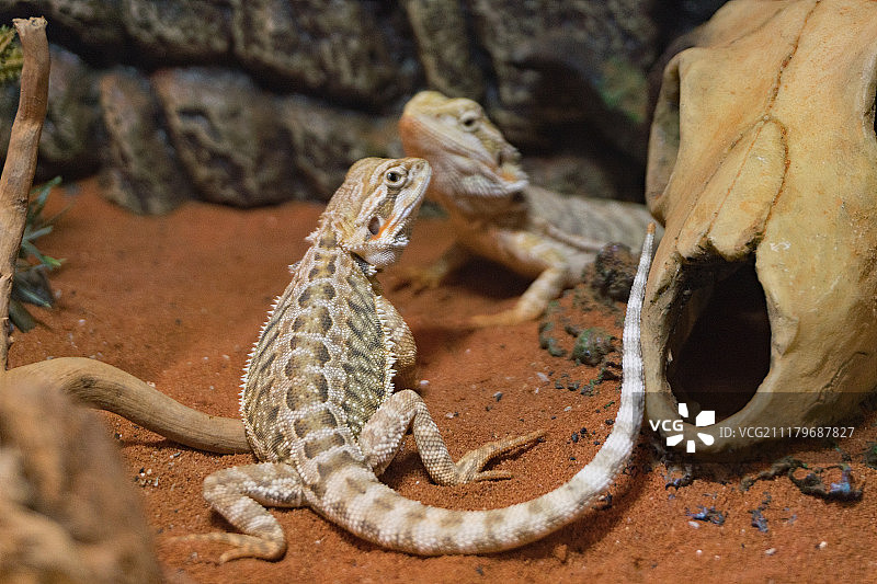 鬃狮蜥蜴特写图片素材