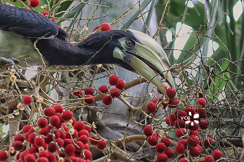 东方花斑犀鸟-新加坡巴西立公园图片素材