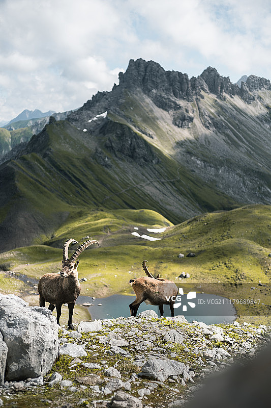 野山羊肖像图片素材