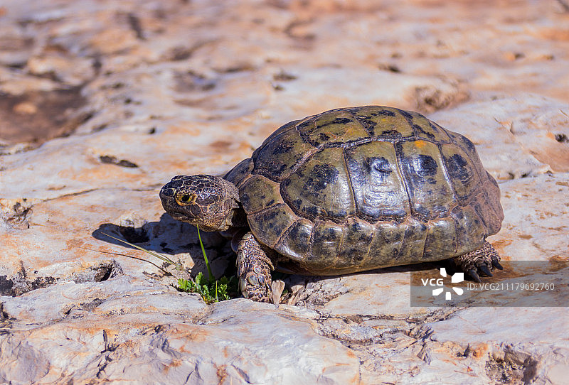岩石上乌龟的特写图片素材