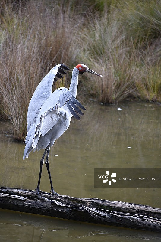 栖息在湖上的鸟的特写图片素材