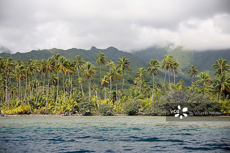 棕榈树环绕图片素材