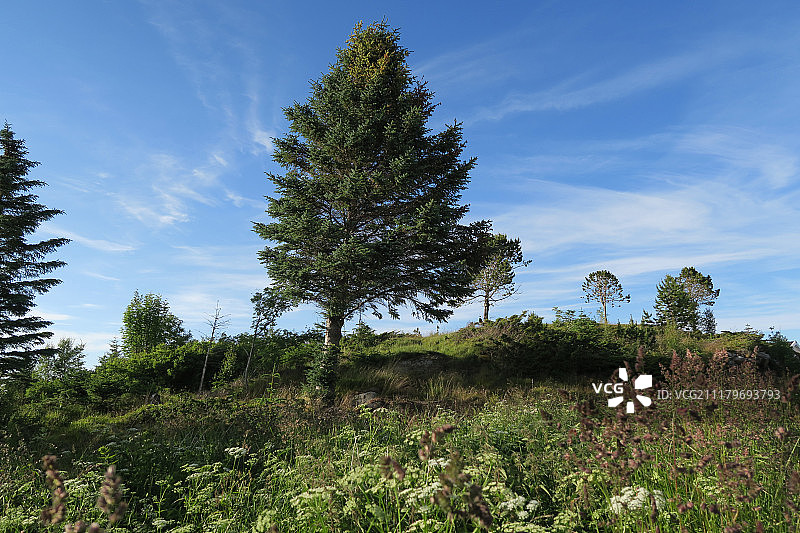 挪威希特拉岛上的森林图片素材