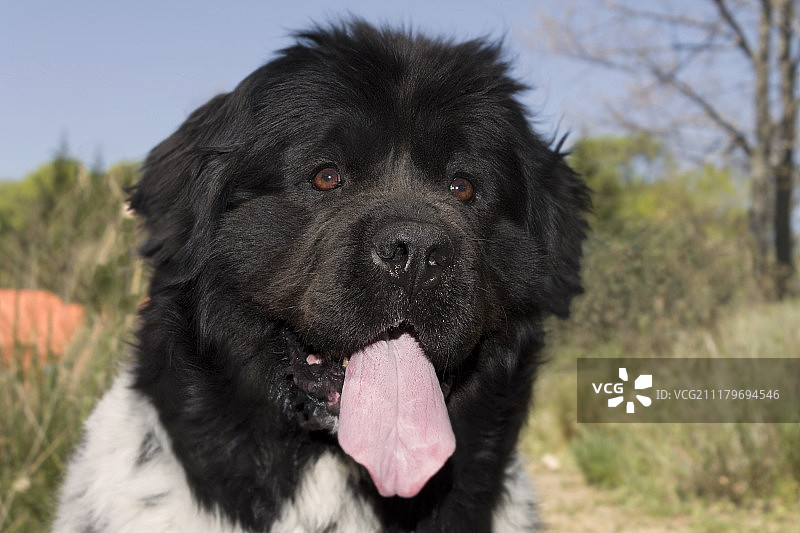 纽芬兰犬图片素材