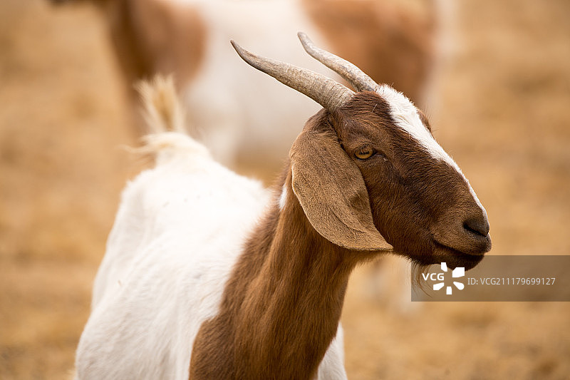 家山羊图片素材