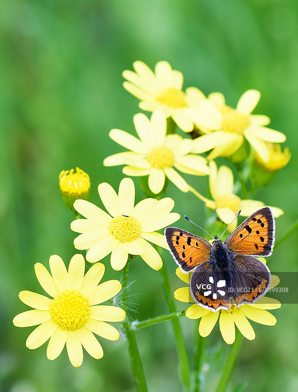 春天里，棕色蝴蝶停留在黄色花朵上，绿色草地背景图片素材