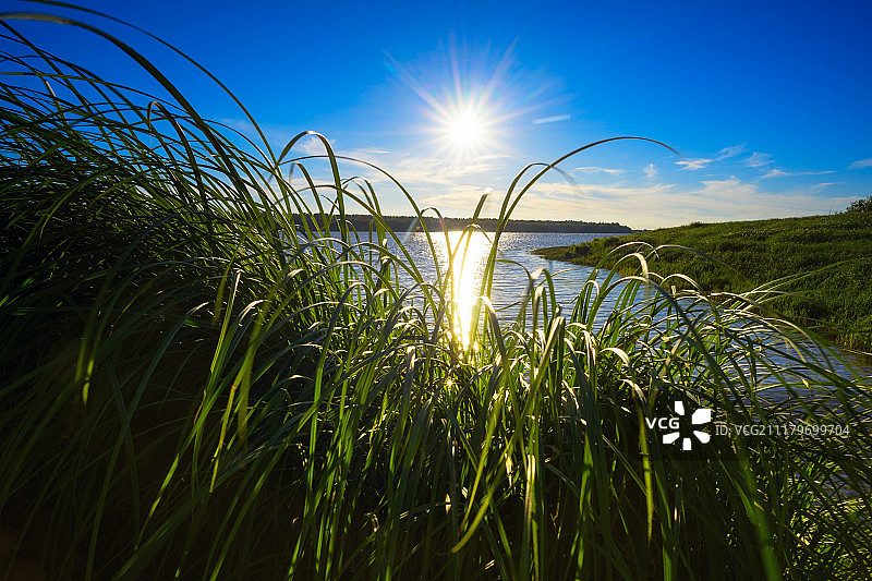 阳光穿过鄂毕河岸边的草地图片素材