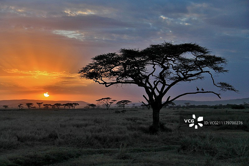 坦桑尼亚日落图片素材