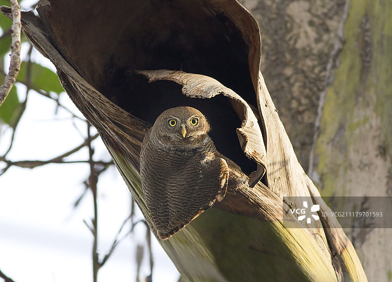 丛林小猫头鹰图片素材