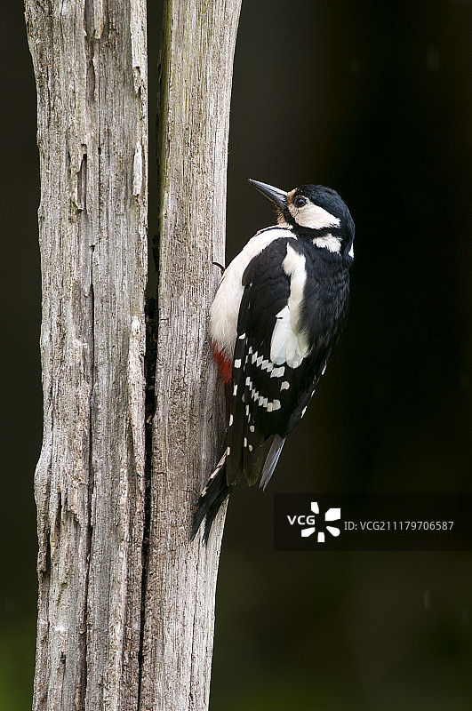 大斑啄木鸟图片素材