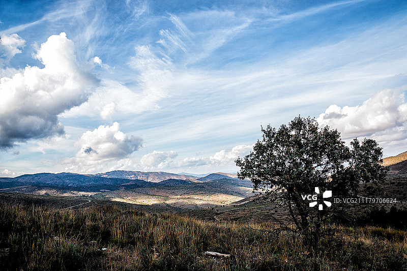 图莱树图片素材