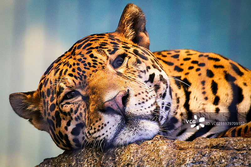 沉睡的猫图片素材