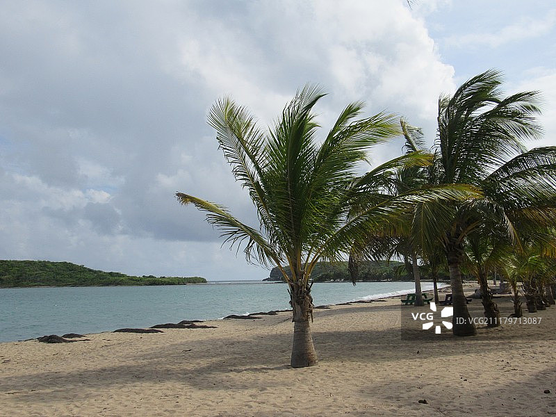 海滩棕榈树的风景图片素材