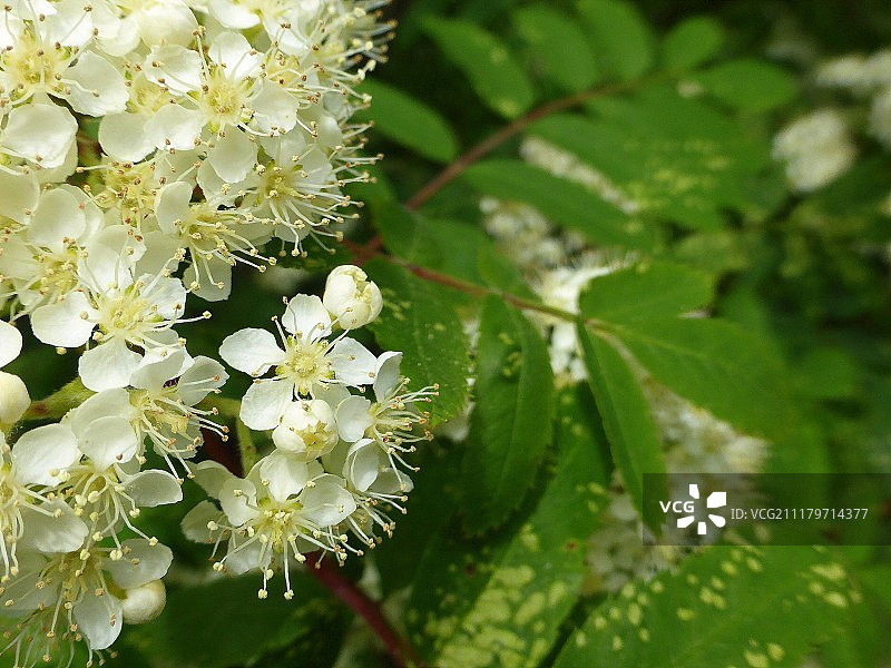 花楸花图片素材
