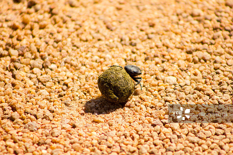 南非禁猎区中的蜣螂图片素材