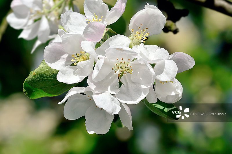 苹果花特写图片素材