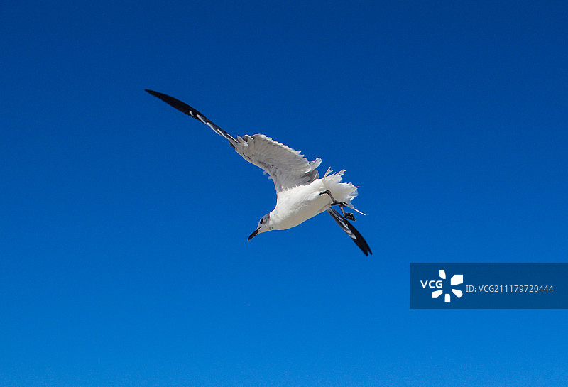 高飞的海鸥图片素材