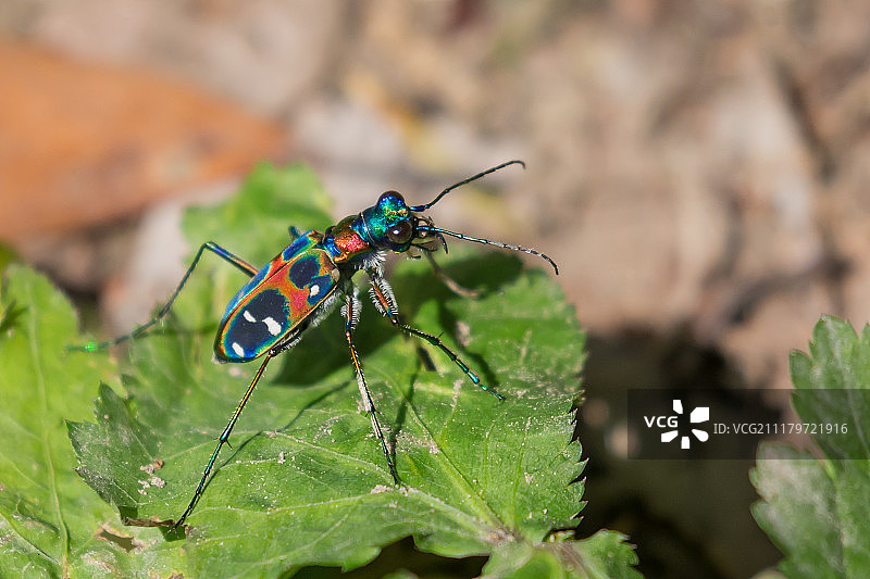 草地上的虎甲虫图片素材