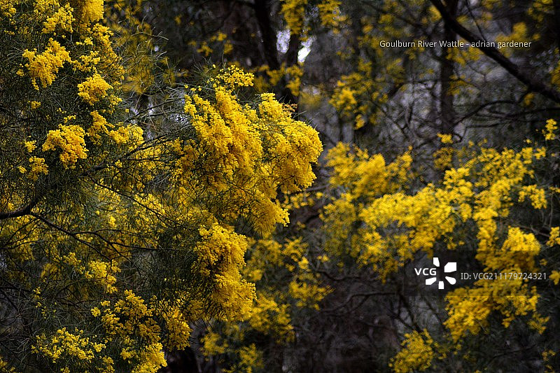 古尔本河金合欢图片素材