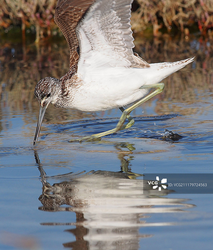 普通青脚鹬图片素材