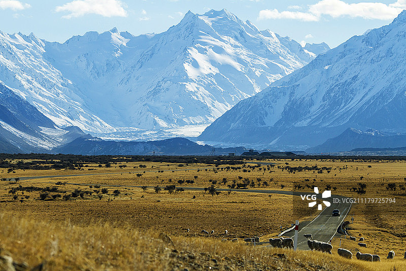 新西兰的绵羊图片素材