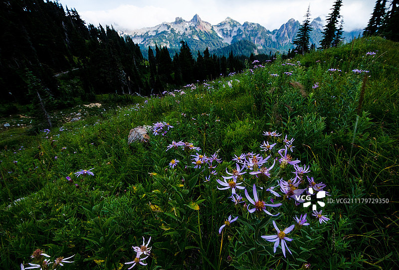 最后的野花图片素材