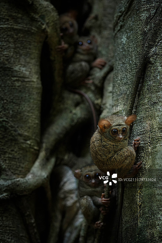 眼镜猴图片素材