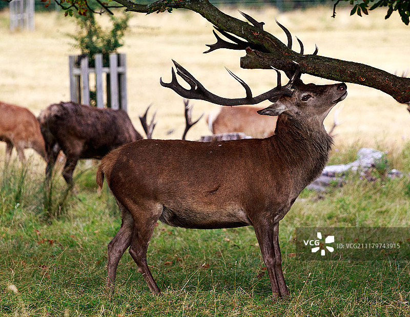 磨利武器图片素材