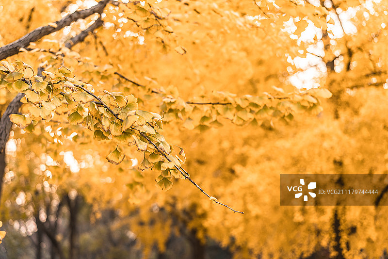 金秋十一月图片素材