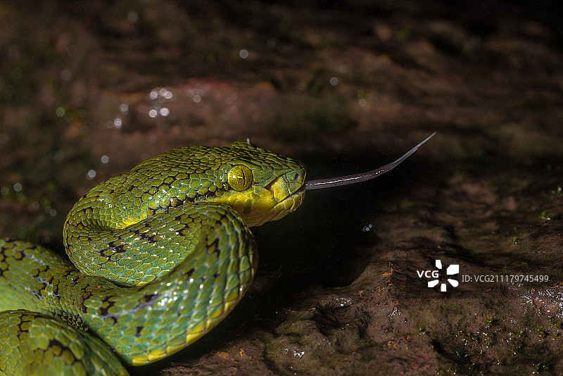 竹叶青蛇图片素材