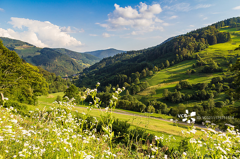 黑森林图片素材