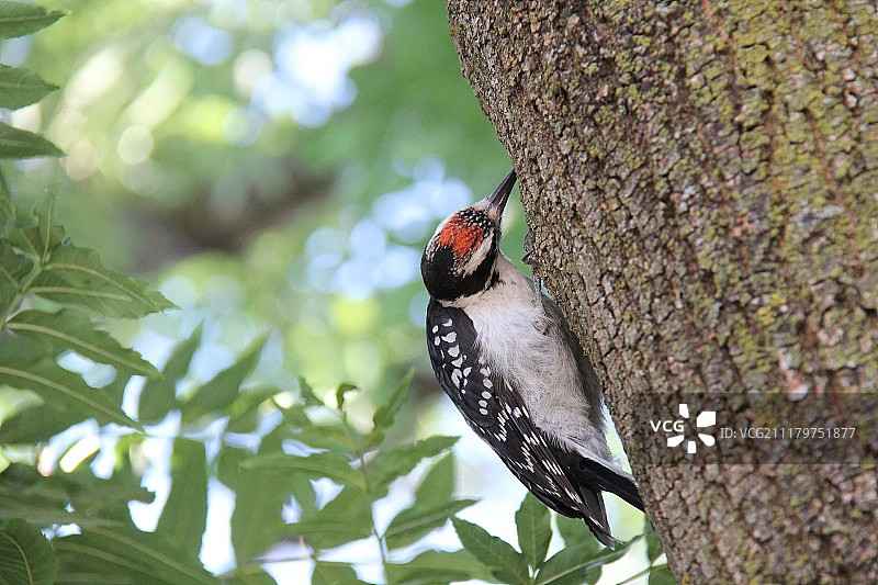 啄木鸟来了图片素材