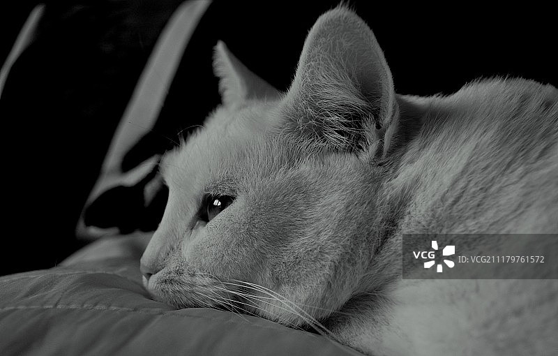 忧伤的猫图片素材