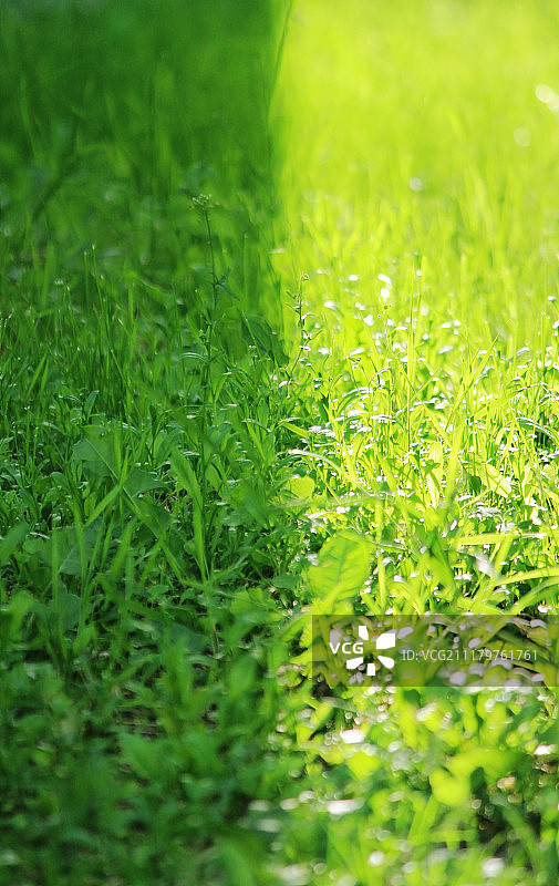 夏季森林中的绿色草地背景图片素材