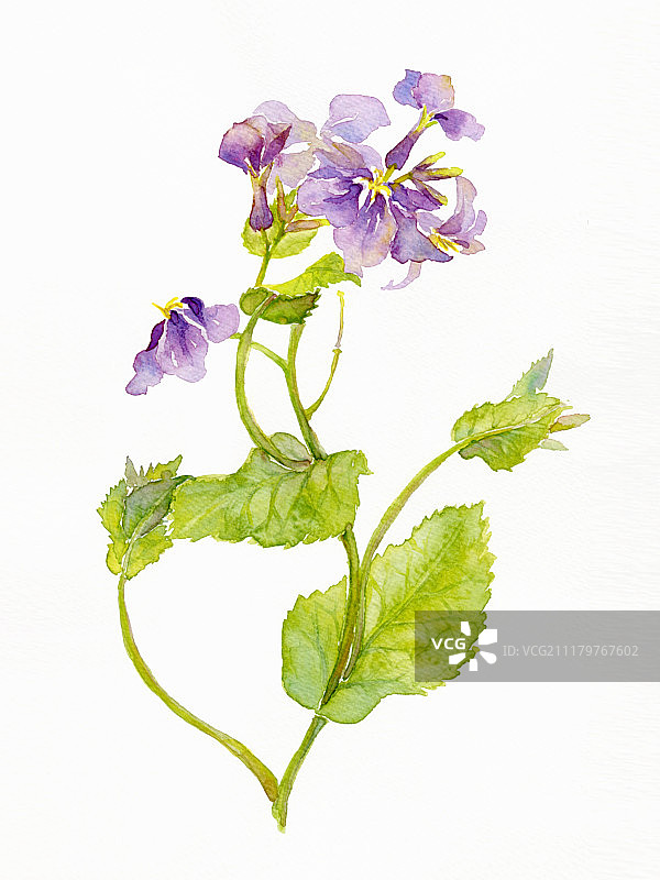 二月兰水彩插画图片素材