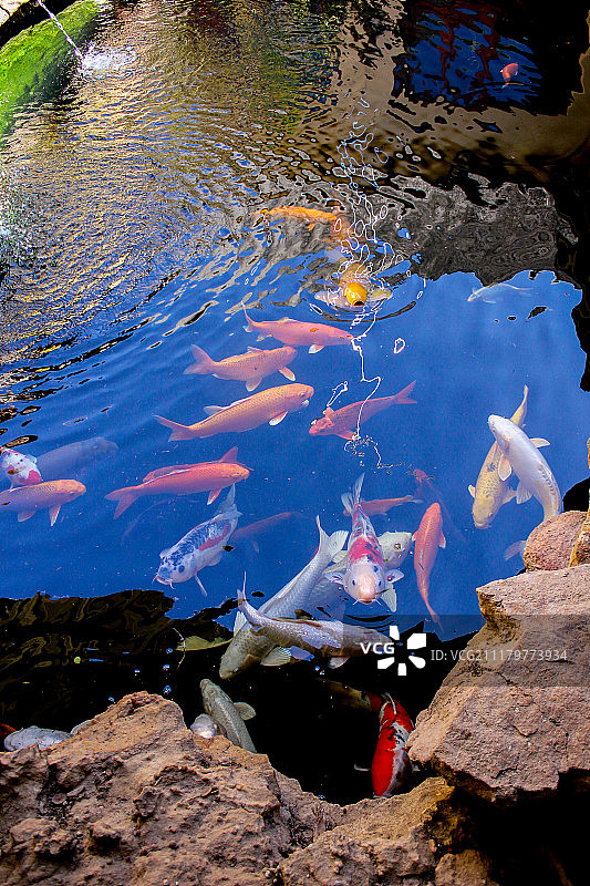 锦鲤池塘图片素材