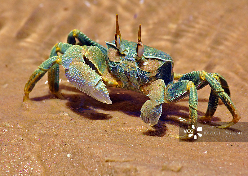 巴扎鲁托蟹图片素材