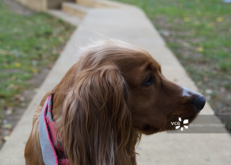小狗望向远方特写图片素材