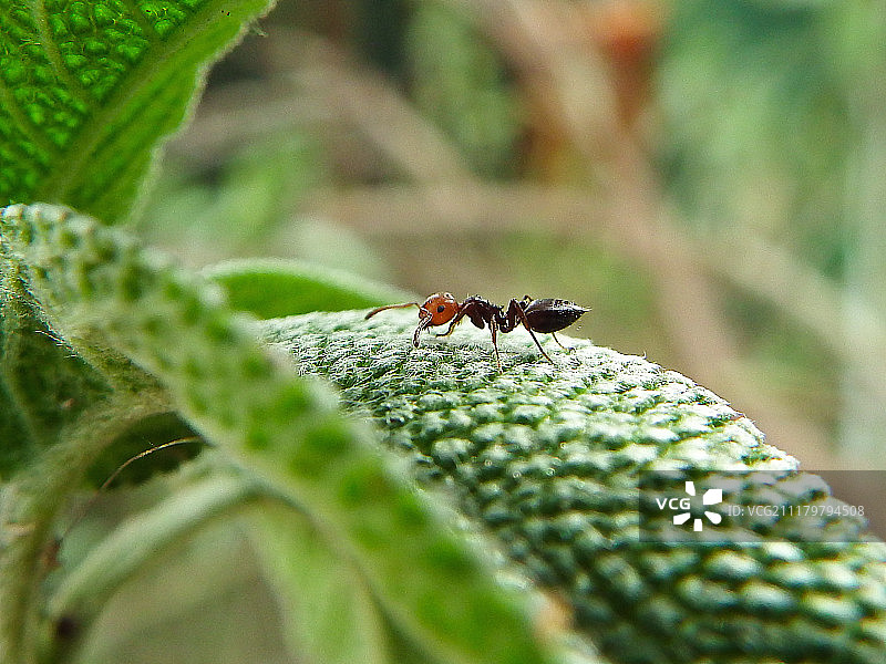 盾胸举腹蚁图片素材