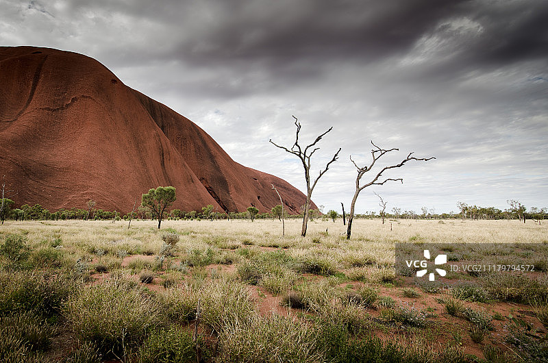 这棵树图片素材