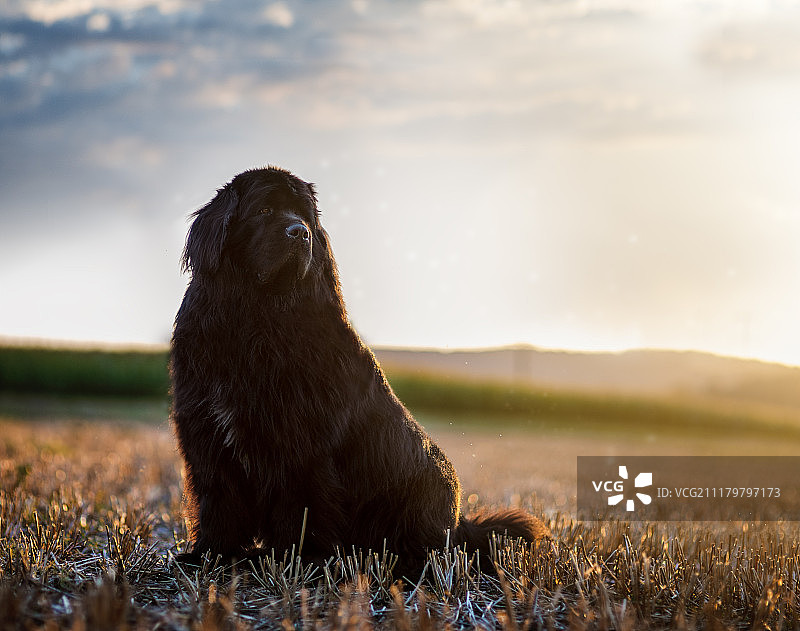 日落时分的纽芬兰犬图片素材
