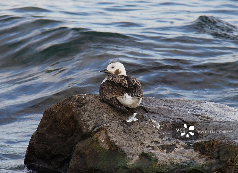 冬季羽毛的幼年雌性长尾鸭图片素材