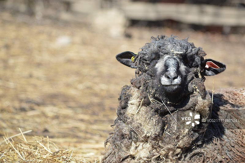 黑羊图片素材