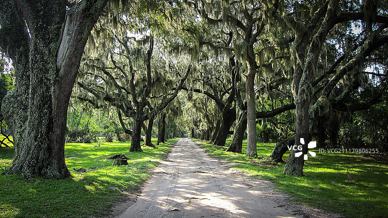 坎伯兰岛 上 的 树木图片素材