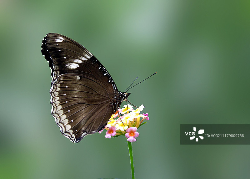 美丽的乌鸦蝴蝶，印度图片素材
